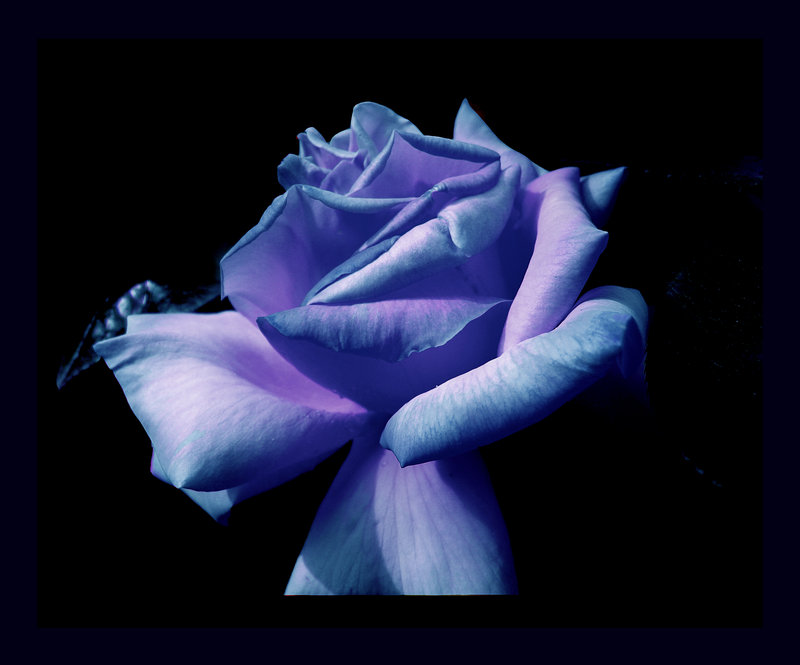 [Bluish_Blue_Rose_I_by_Callu.jpg]