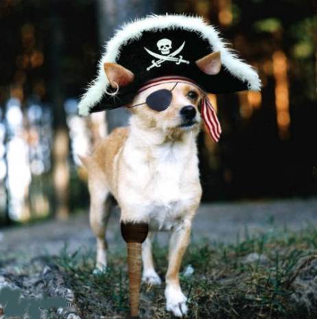 [Pirate_dog.jpg]