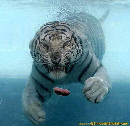 [swimming-tiger-picture.jpg]