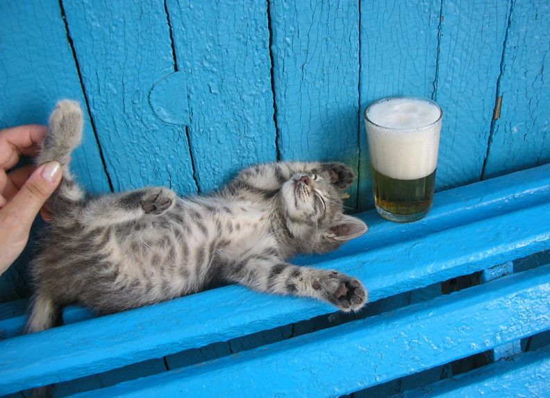 [one+cat+one+beer.jpg]