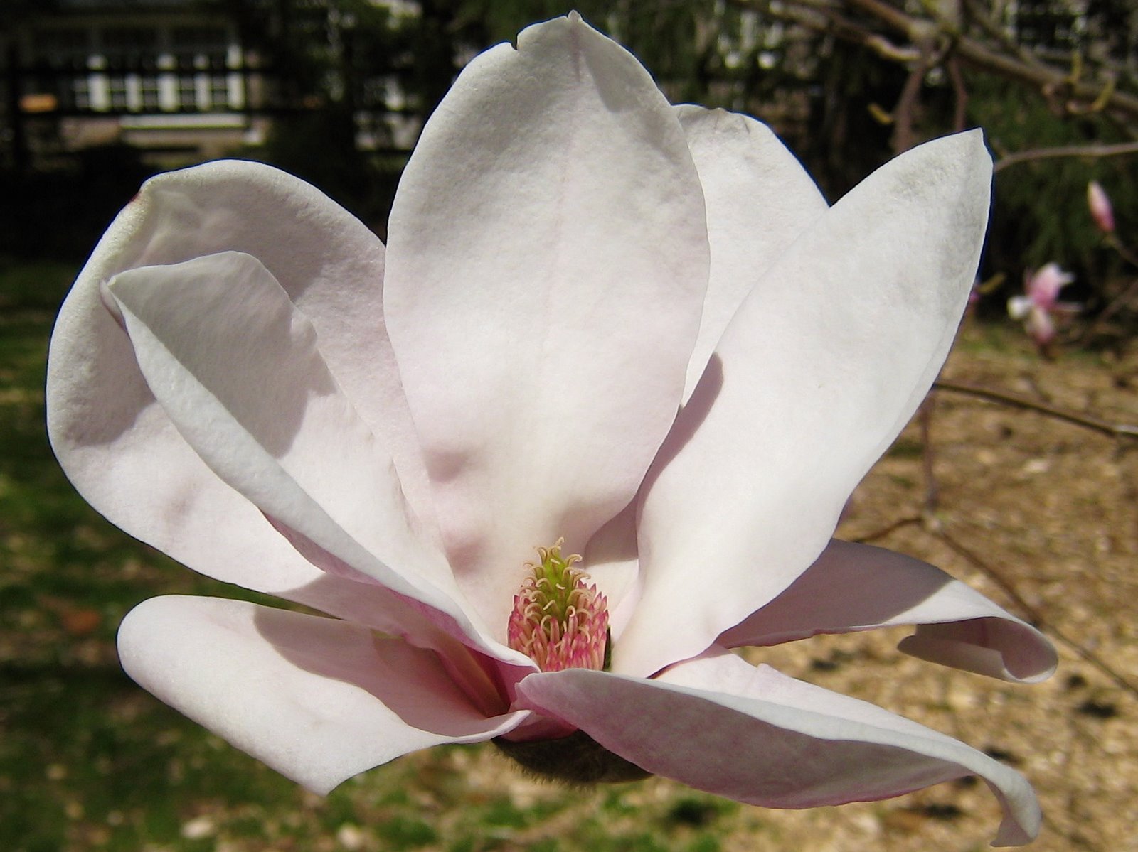 [saucer+magnolia.JPG]