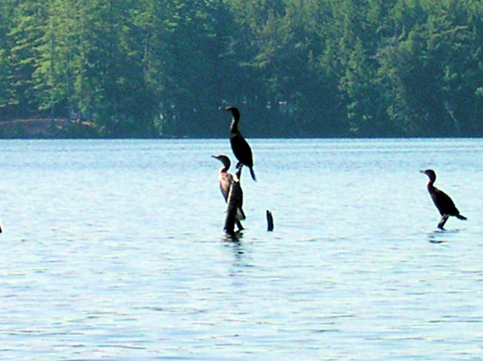[lake+fairlee,+cormorants.JPG]