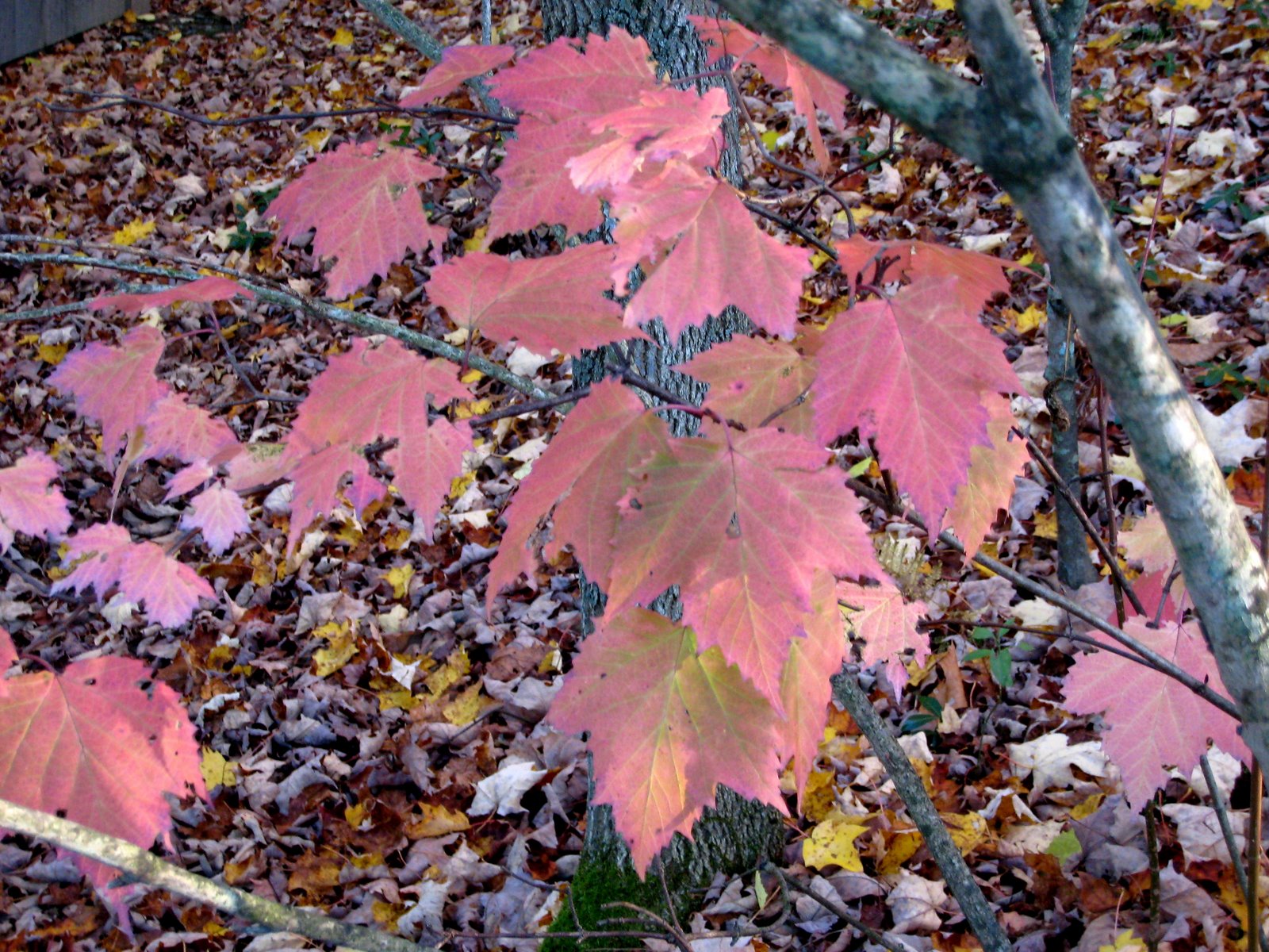 [pink+leaves.JPG.jpg]