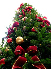 [180px-Christmas_tree_sxc_hu.jpg]
