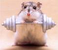 [rodent+with+barbell.jpg]