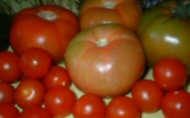 [tomates_muchos.jpg]