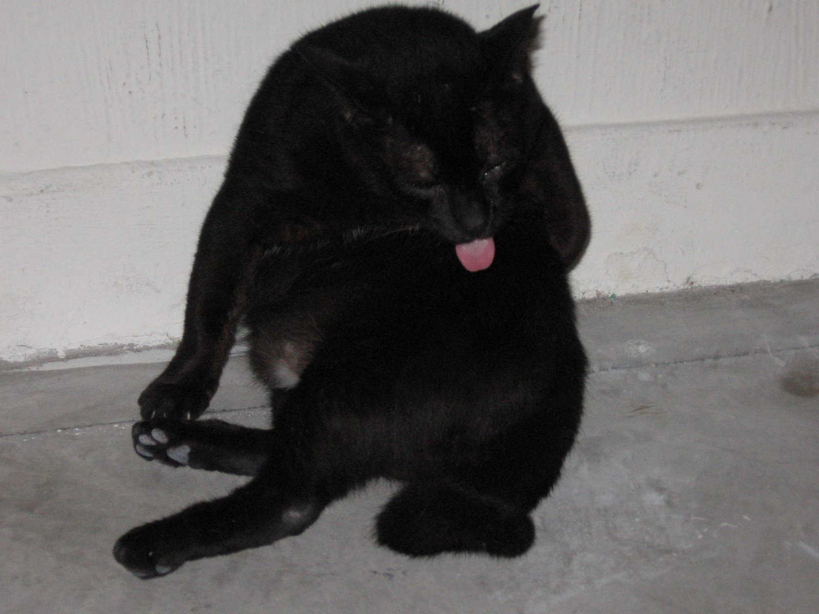 HDB cat
