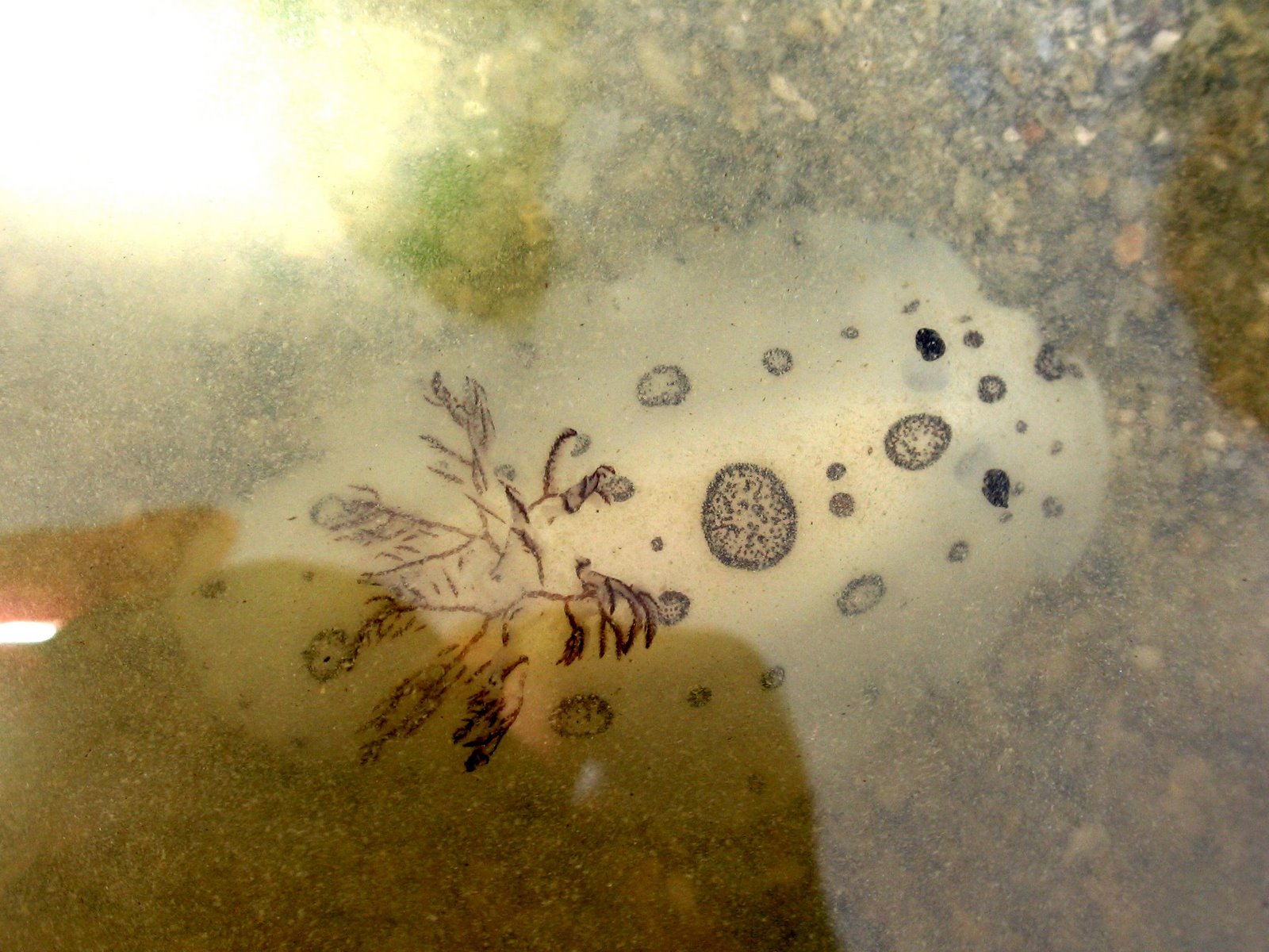 Jorunna funebris nudibranch