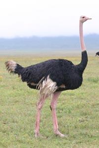[ostrich.JPG]