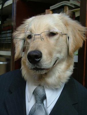 [business_dog.jpg]