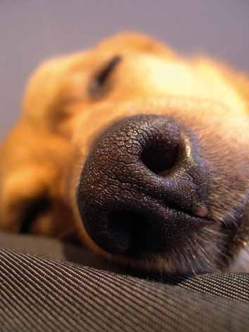 [sleeping_dog+_perro_durmiendo.jpg]