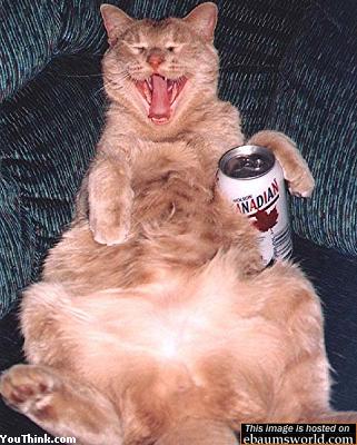 [Cat_Beer_laughlin_gato_cerveza_reir.jpg]