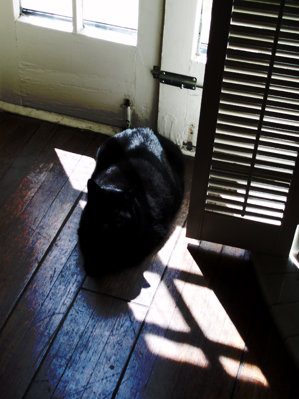 [Black+Cat.jpg]