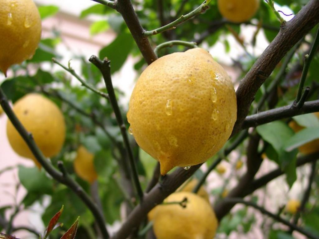 [lemon_on_tree.jpg]