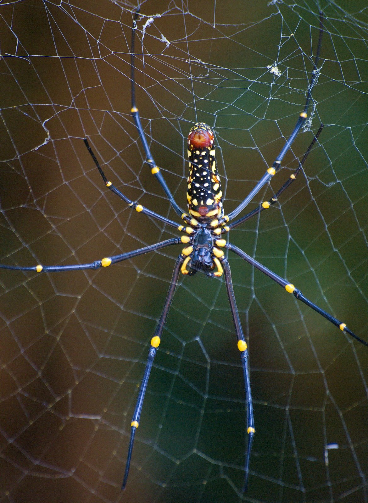 [Golden+Orb+Spider+Nephila+maculata_7.JPG]