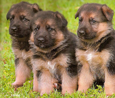 Yager (M) Tommy(M) Destiney(F) Sally(F) German+shepard+pups