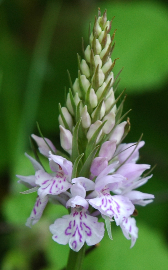 [Commonspotted+Orchid10.jpg]