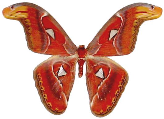 [atlas_moth.jpg]
