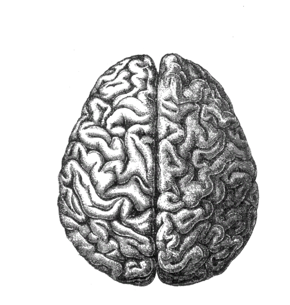 [Human_brain.png]