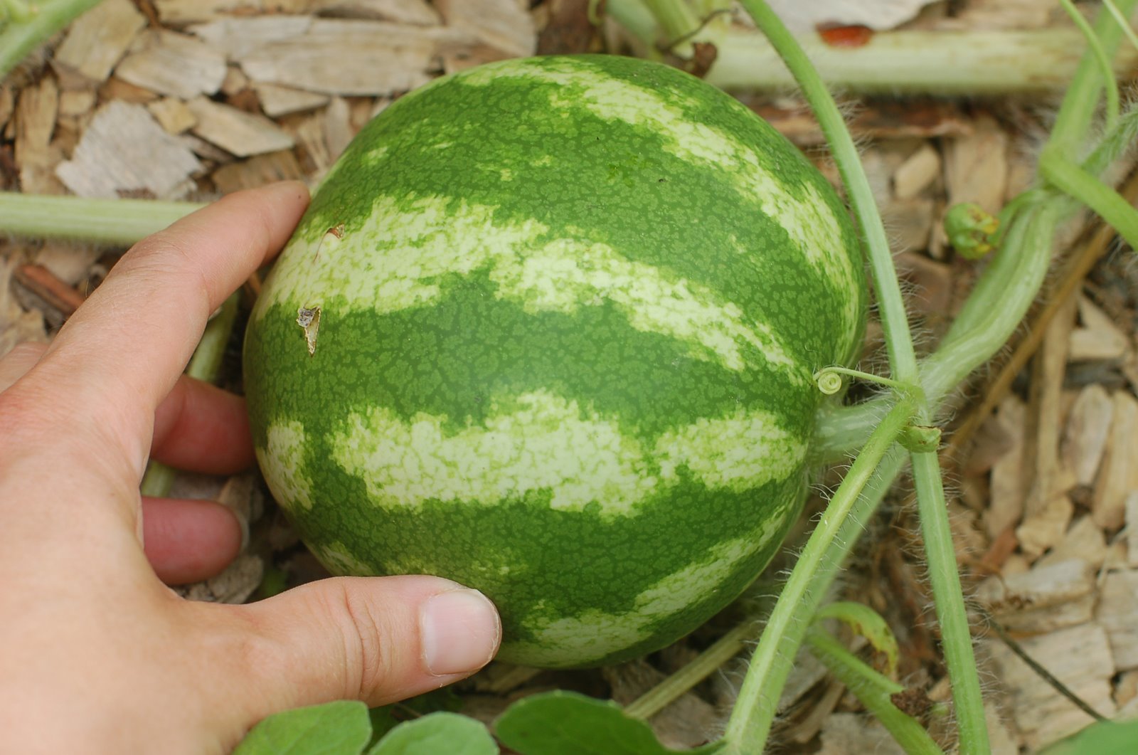 [Carignan-watermelon1.jpg]