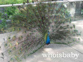 [peacock1.jpg]