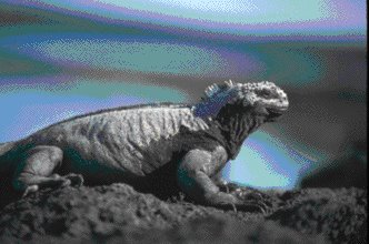 [iguana.bmp]