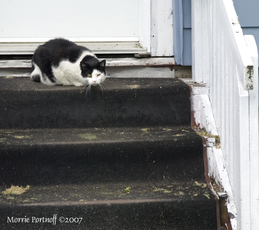 [Cat+on+Steps.jpg]