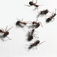 [ants.JPG]