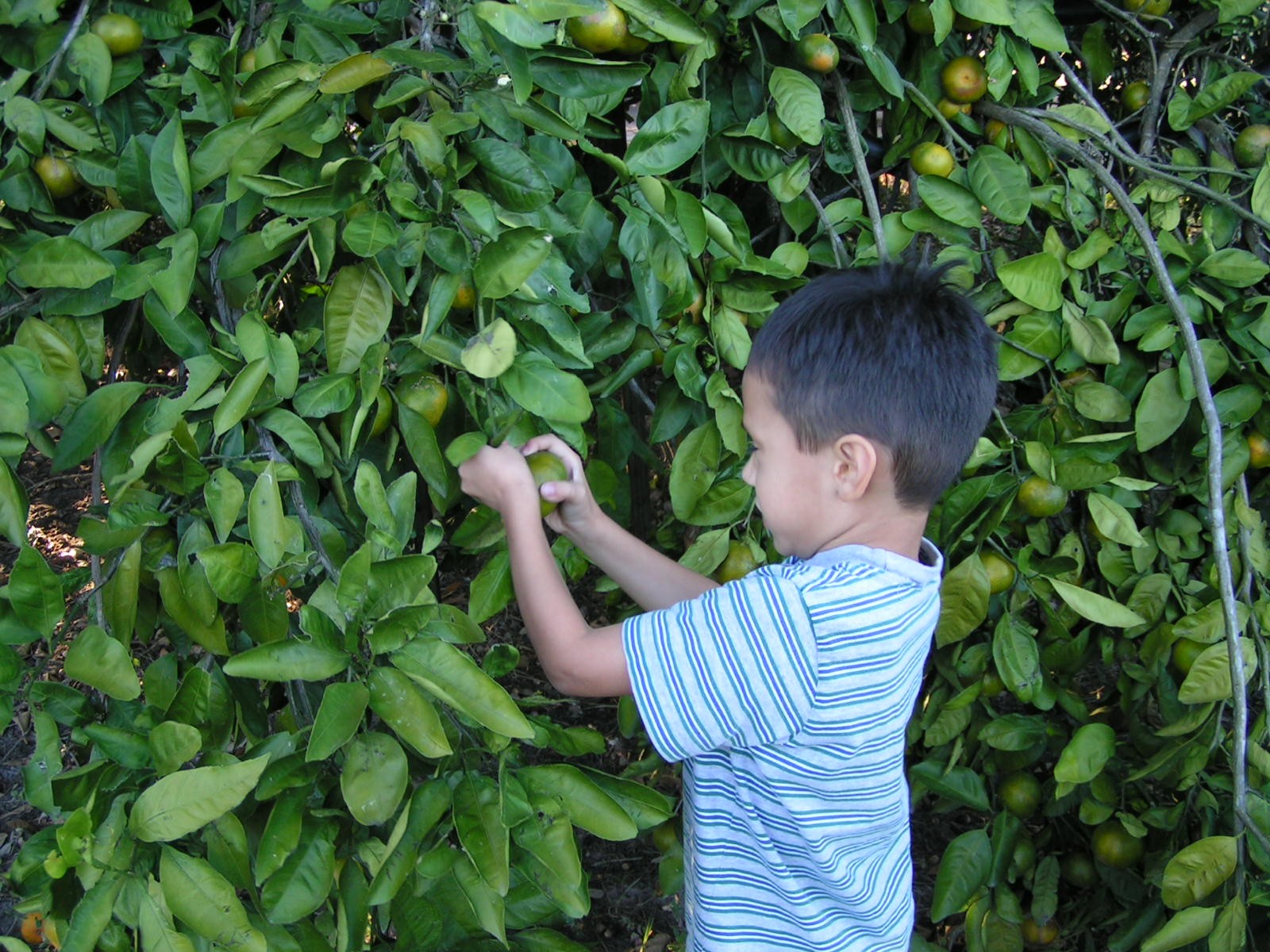 [Aaron+picking+oranges.jpg]