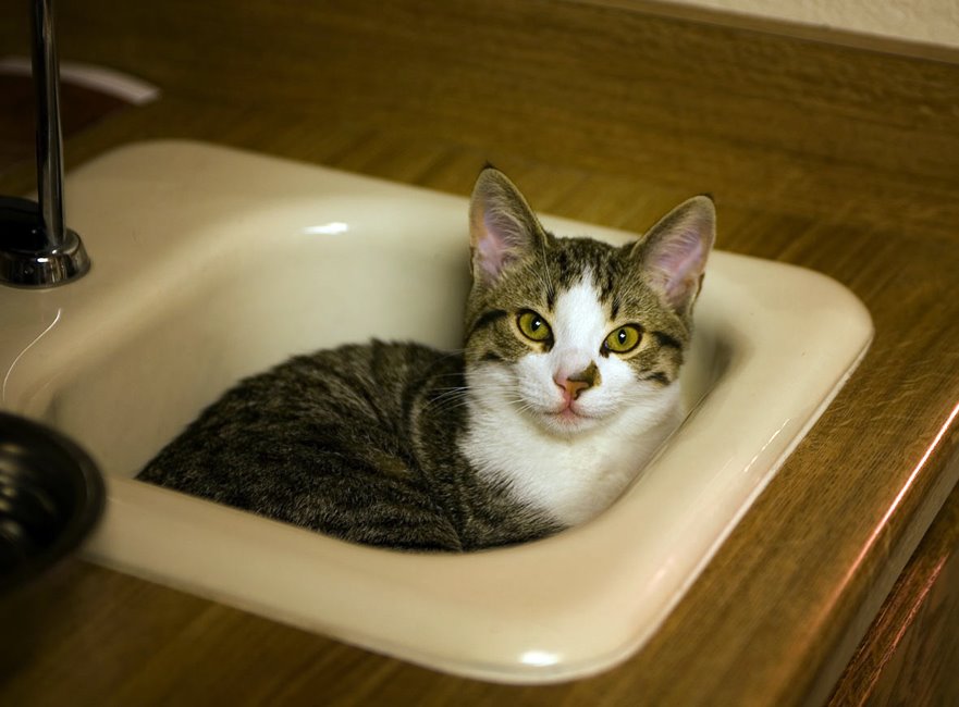 [Louie+in+sink+2.jpg]