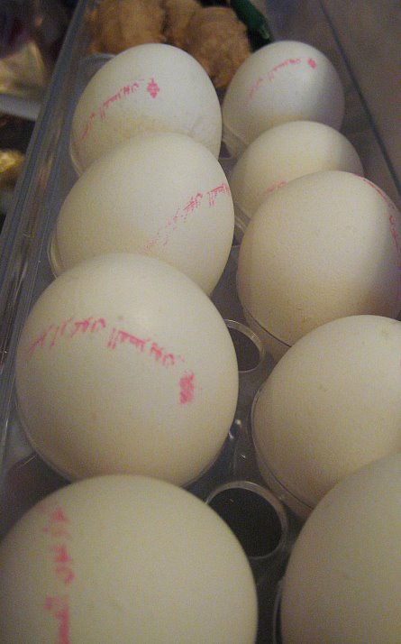 [eggs.bmp]