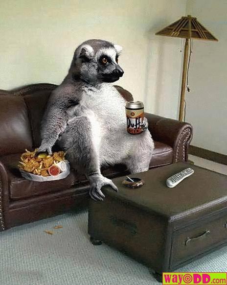 [funny-pictures-lazy-lemur-5fb.jpg]