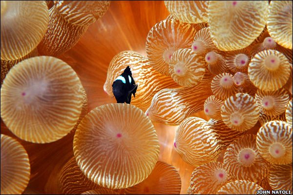 [Great+Barrier+Reef_John+Natoli_Reef+Check_BBC-1.jpg]