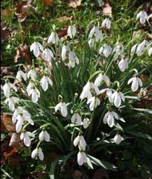[Spring+Snowdrops,+Newchurch,+Isle+of+Wight,+Susan+Mander,+(1).jpg]