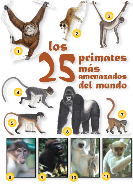 [primates1.jpg]