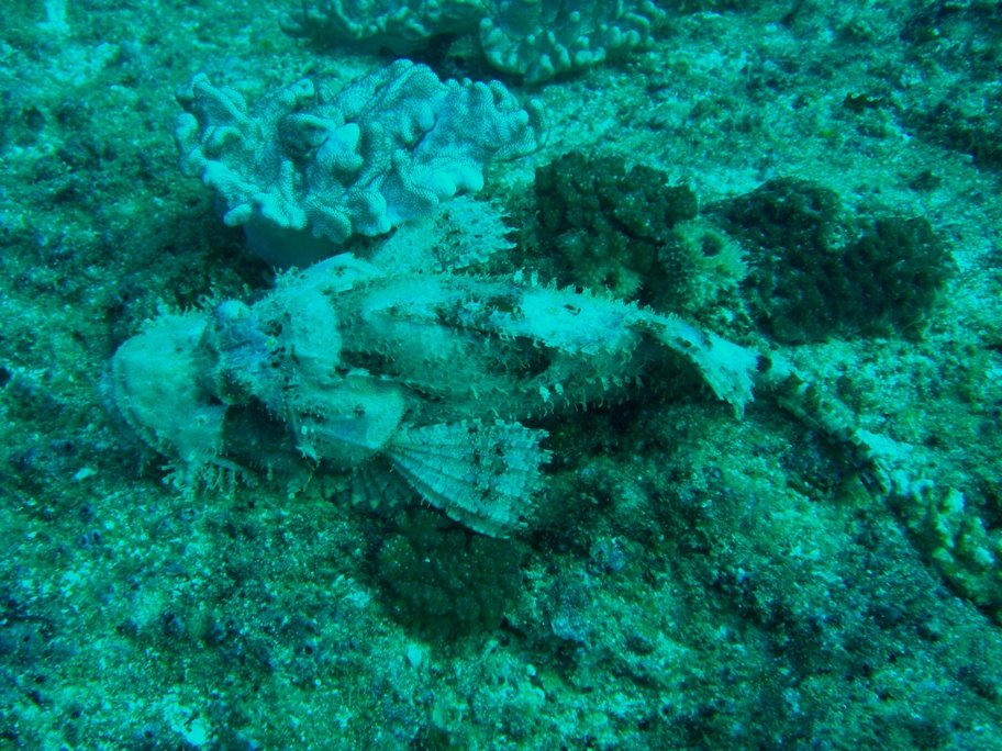 [15+-+20080626+-+Moçambique+(Manta+Reef)+017_Alt+(Scorpionfish)_Web.jpg]