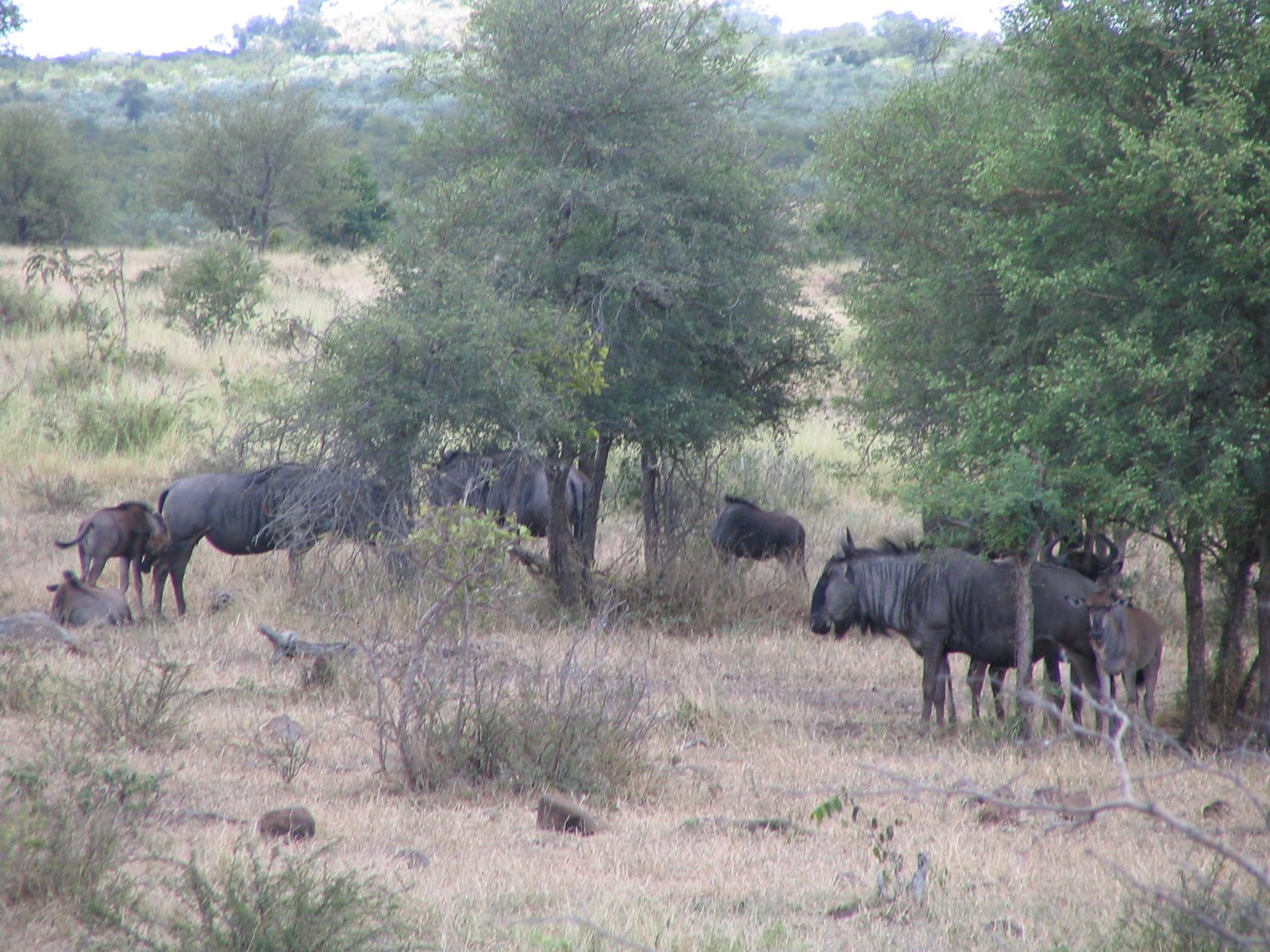 [010+Wildebeest+in+Kruger.jpg]