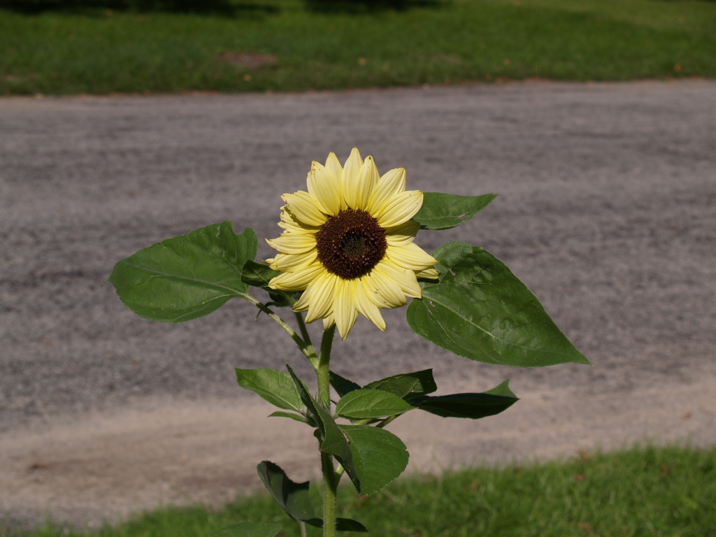 [sunflower+pic.jpg]
