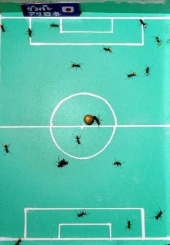 [ants_soccer_2.jpg]