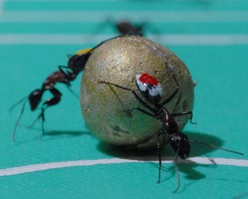[ants_soccer_3.jpg]