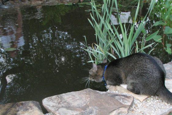 [cat+is+fishing.jpg]