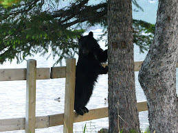 Bear at Cameron Lake