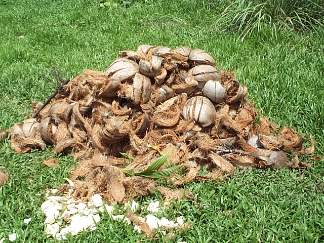 [pile+of+coconuts.JPG]