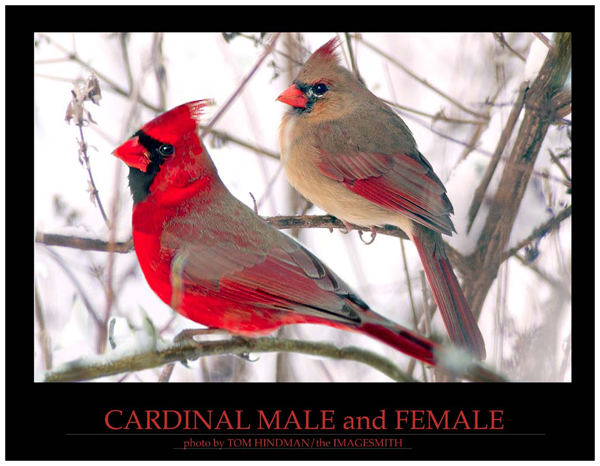[Cardinals.jpg]