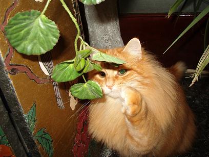 [Angus+swatting+the+plant+by+screen.jpg]