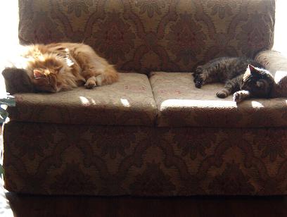 [sunning+ted+and+angus.JPG]
