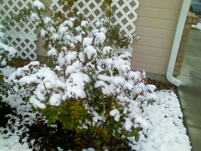 [rose+bush+in+snow.jpg]