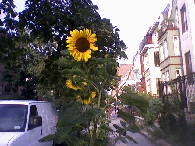 [Sunflower-1700bl-RStNW-WashDC-09July2008.JPG]