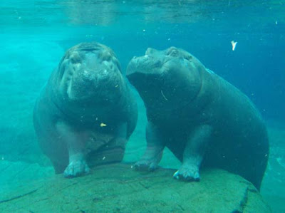  - hippos-underwater