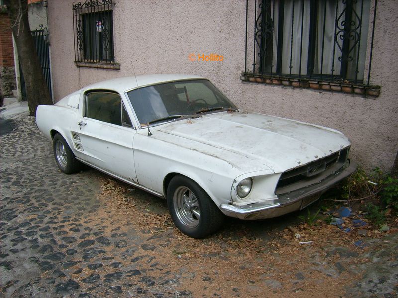 [Mustang1.jpg]